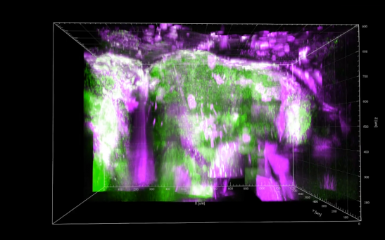 New Microscopic Laser Technique Captures 3D Brain Imaging of Zebrafish