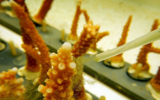 Viruses and Bacteria Can Infect Corals and Trigger Bleaching