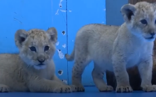 Chinese Zoo Welcomes Extremely Rare Set of Golden Tiger Quadruplets