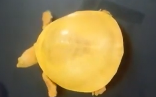 Rare Yellow Turtle Discovered In India 