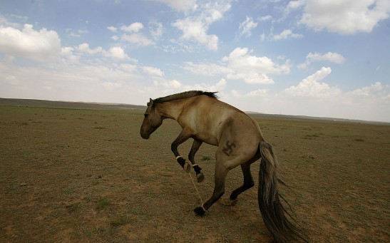 A Horse Jumps at the Grassland
