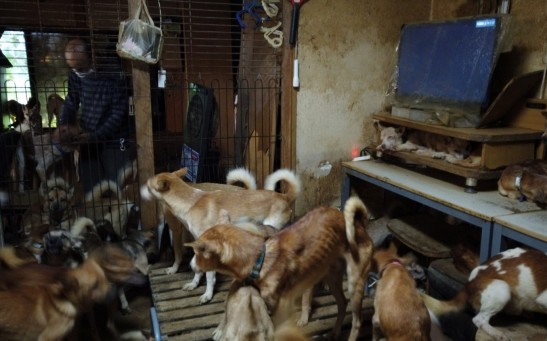 164 Dogs Crammed In A Tiny House In Japan