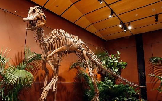 Dinosaur Skeleton To Be Auctioned Off In Las Vegas