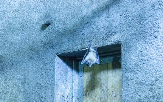 Why Do Bats Collide To Walls Even When They Can Detect It?