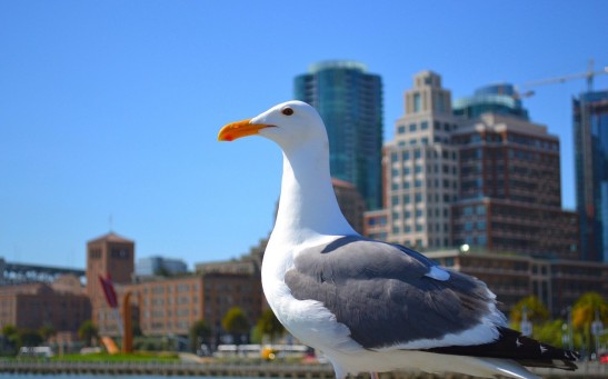 Urban Gulls Learned the Timing of Stealing Snacks and Lunches