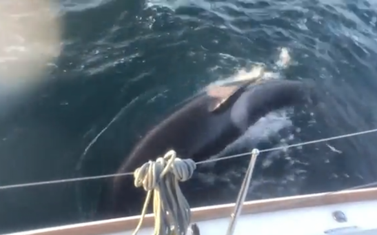Scientists Claim Killer Whales Attacking Boats Are Just Playing 