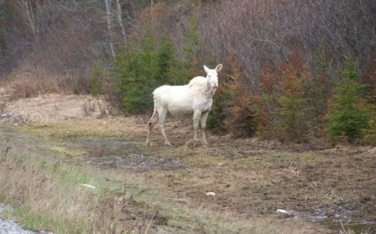 Rare White Moose Found Dead in Canada Outrages Many People