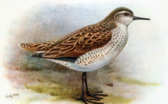 Fossil Evidence Describe a New Species of the Polynesian Sandpiper