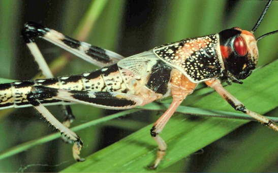 Targeting Breeding Sites May Avoid Further Locust Infestations in Africa