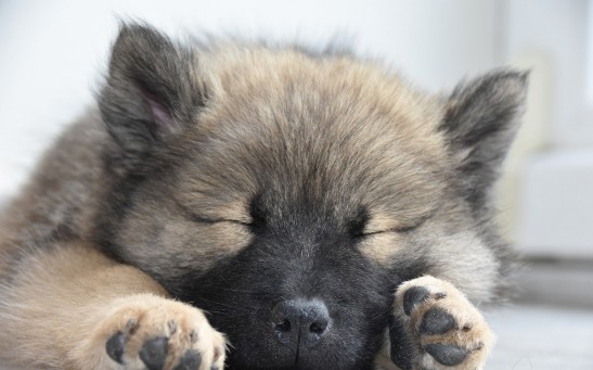 What Do Dogs Dream About When They Are Asleep?