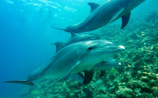 Dolphins Control Their Heart Rates to Avoid Decompression Sickness