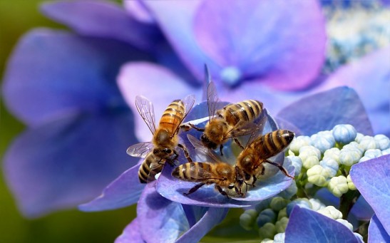 Science Times - Surprising Similarity Between Honey Bee and Human Interaction Unveiled