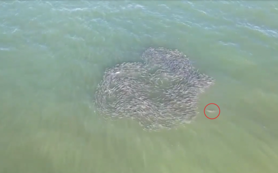 [WATCH]: Shark Chases After A School of Fish Off NY Coast