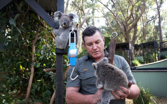 Science Times - NSW Works To Save The Koala As Bushfires, Habitat Loss And Disease Threaten Future Of Australia's Iconic Animal