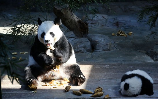 Science Times - Scientists Finally Find a Reason Pandas Like Poop Rolling