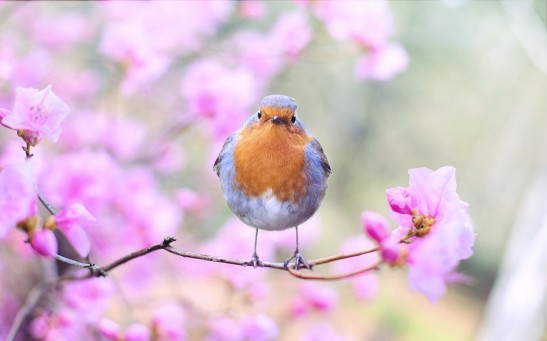 Birds Do Make People Happy, Study Says