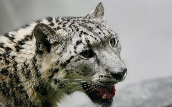 Science Times - New York City's Central Park Zoo Opens New Snow Leopard Exhibit