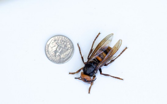 Washington State Department Of Agriculture Sets Traps For Asian Giant Hornets