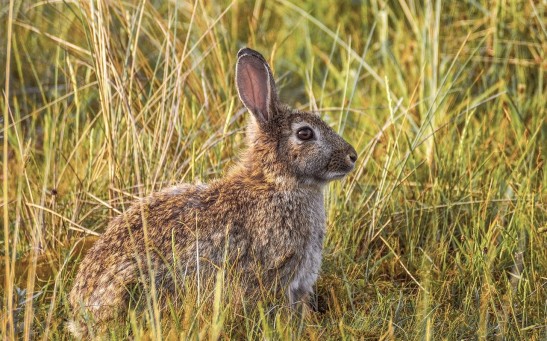 A Contagious Hemorrhagic Disease is Spreading in Utah Rabbits, Wildlife Officials Warned
