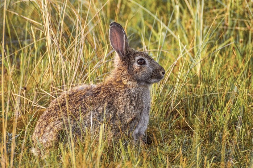 A Contagious Hemorrhagic Disease is Spreading in Utah Rabbits, Wildlife Officials Warned