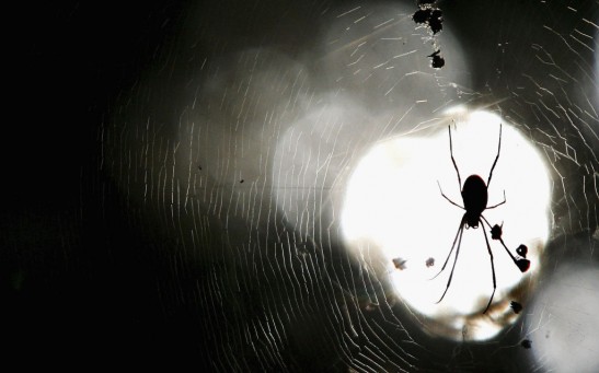 Concentrated Spider Season Due To Ideal Weather Conditions