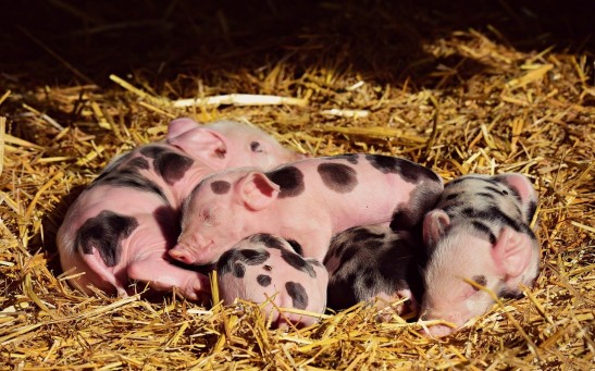 FDA Approves Use of Genetically Modified Pigs For the First Time