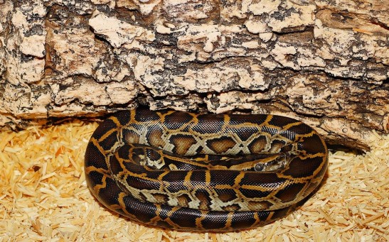 Scientists Found the World's Oldest Python Fossil That Lived 48 Million Years Ago