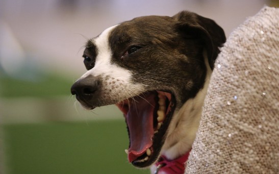 Science Times - Study Shows the Long-Term Impacts of Yelling at a Dog