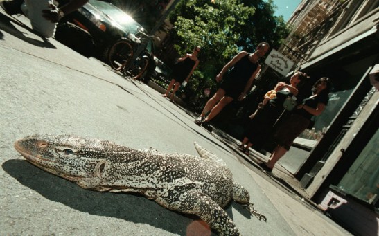 Reptile Man in New York