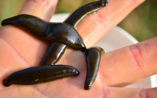 Leeches As Pets? People Are Letting These Parasites Suck Their Blood