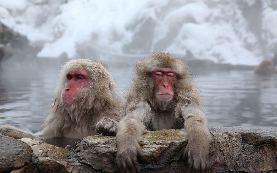 Science Times - Japan’s Snow Monkeys’ ‘Onsen’ Practice Reduces Stress