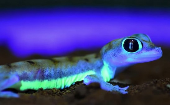 LOOK: These Desert Geckos Glow Neon Green Under the Moonlight