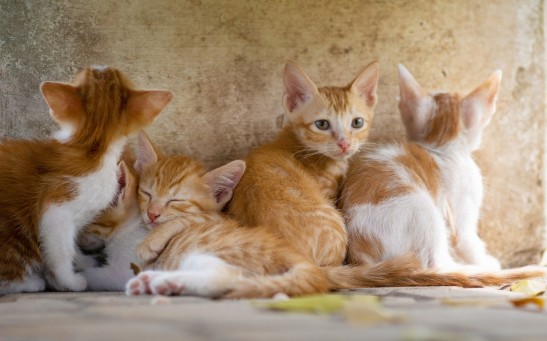 Science Times - Researchers Discover Parasite in Cat Poop, Linking Their Finding to Higher Risk of Brain Cancer in Humans