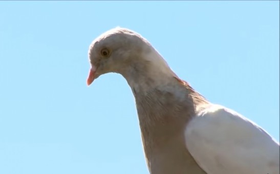 Joe the Racing Pigeon Who Traveled From US to Australia Now Faces Death Penalty 