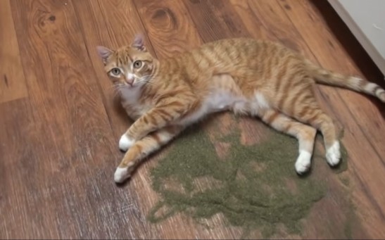 Catnip Put Cats In A Euphoric State But Also Ward Off Mosquitoes, Study