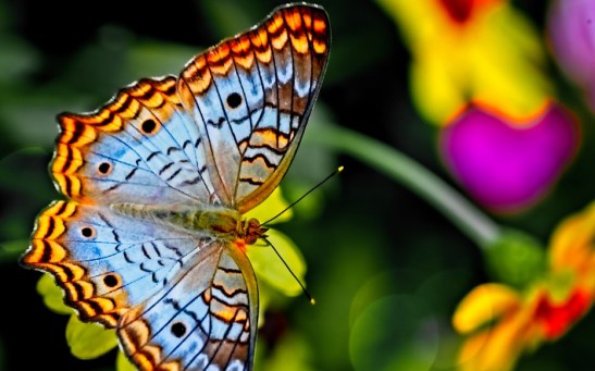 On Making Flapping Drones: Understanding How Butterflies Fly Will Be Helpful