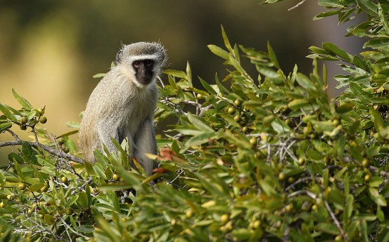 Science Times - Primates Could Probably Talk If They Exerted Any Effort—Biologists