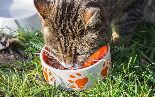 Science Times - Lab-Grown Meat for Pets? Experts Explain How