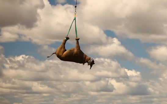 Experts Said Flying Rhinos Upside Down Is Vital For Their Conservation