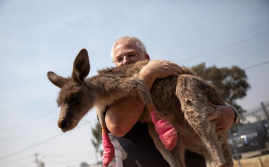 The Survivors: Saving Australian Wildlife Following Fires And Drought