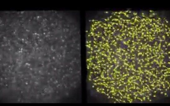 Ciona egg before and after fertilization