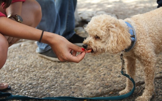 Science Times - Human Food Can Be Easier for Food to Dogs to Eat and Digest, Recent Study Shows