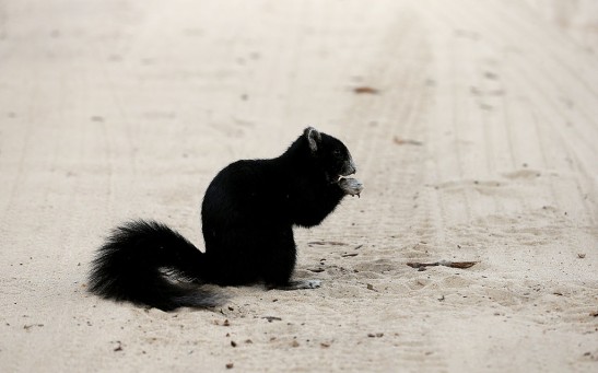 Science Times - Researchers Explore the Reason Black Squirrels, a Remnant of Old-Growth Forests, are Now Common in Cities