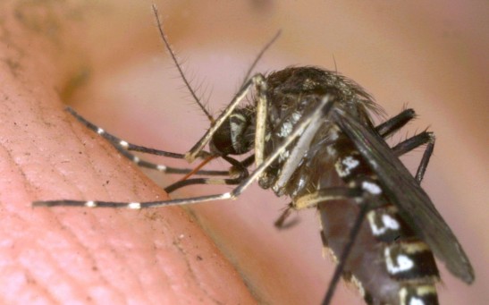 Science Times - New Invasive Mosquito Species Discovered in South Florida, Experts Say It’s Certainly an Aggressive Biter