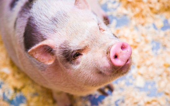 Science Times - Scientists Reveal New Discovery: Pigs Can Play Video Games Through Their Snouts