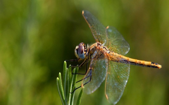  Dragonflies Perform Somersaults to Return to An Upright Stance