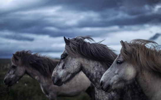 Horses on a grass field under a cloudy sky