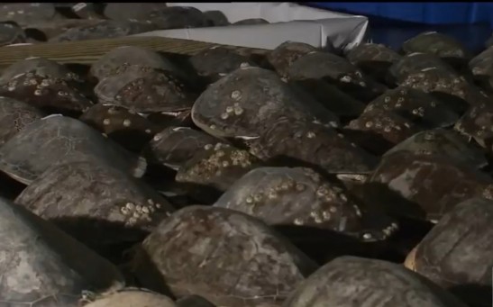  Volunteers Rescue Thousands of Stunned Sea Turtles From Texas Freeze 