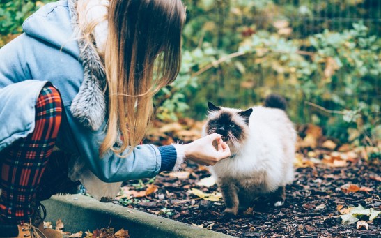 Science Times - Study Reveals Difference in Behavior of Cats and Dogs Towards Their Owners, and With Strangers Around