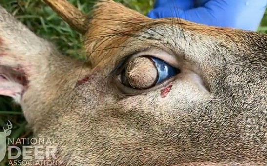 This Deer From Tennessee Has Hairy Eyeballs Due to A Bizarre Condition